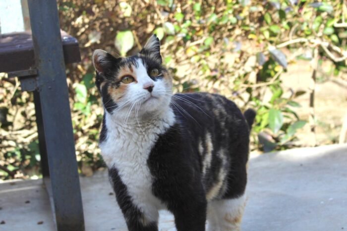 Agatha